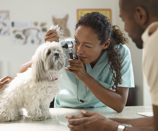 Veterinarian caring for a dog