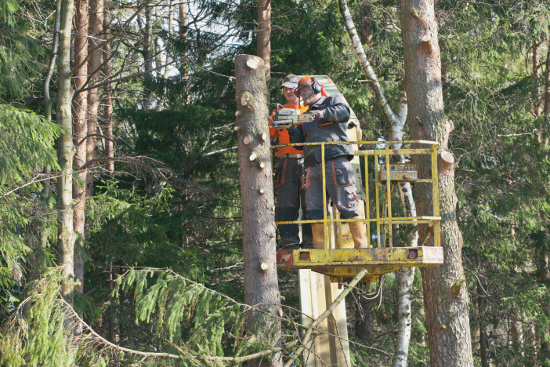 Forest and conservation workers may cut trees and clear debris.