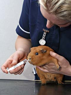 veterinary assistants and laboratory animal caretakers image
