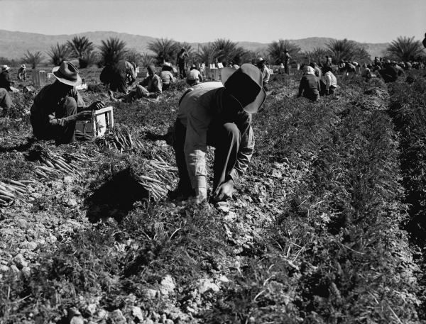 Image of agricultural workers in California